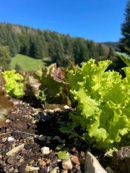 chalet Europa Nature relax asiago prodotti a km 0